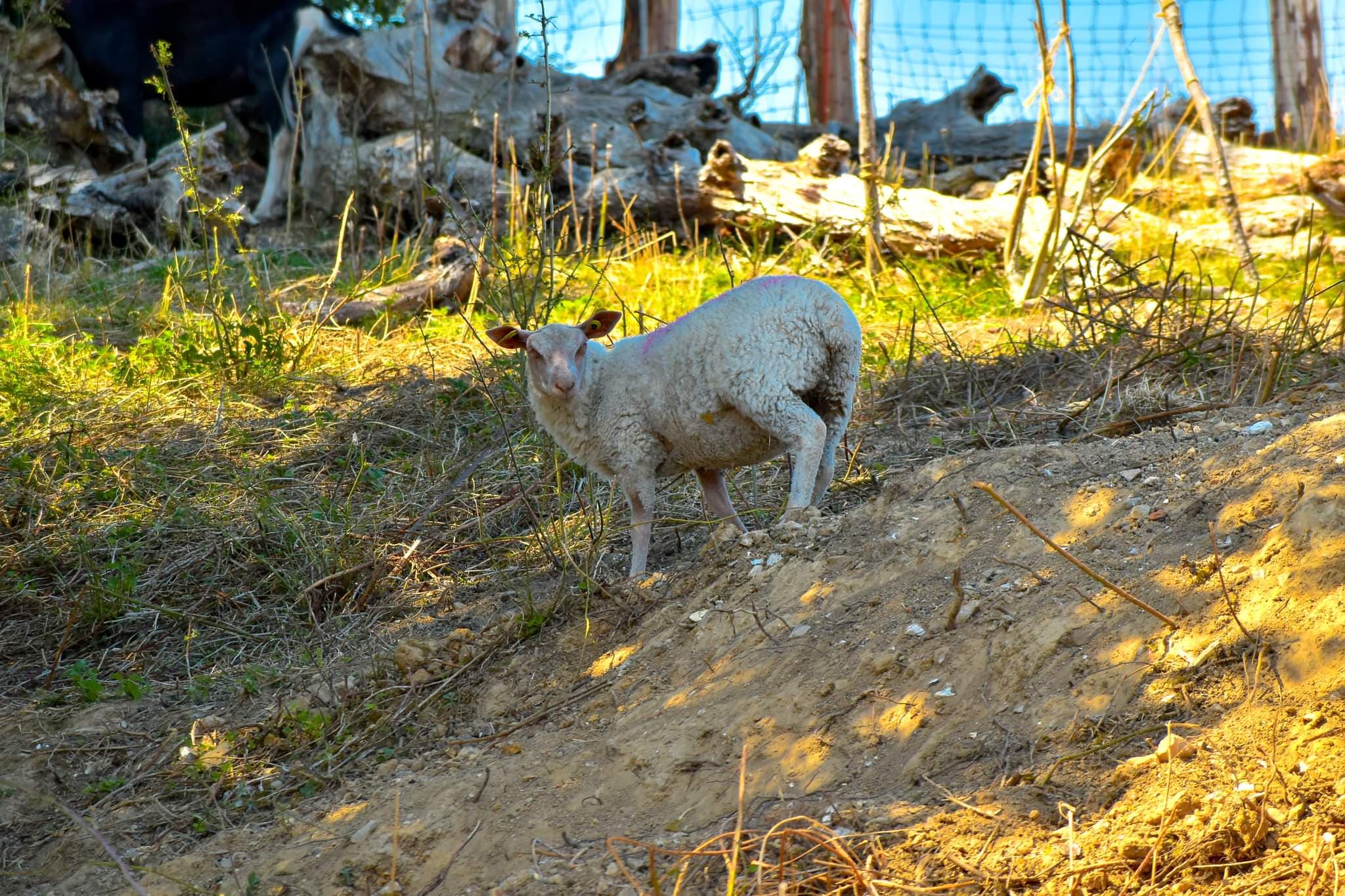 Mouton 2